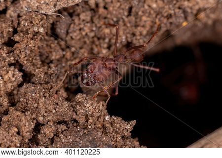 Adult Leaf Cutter Ant