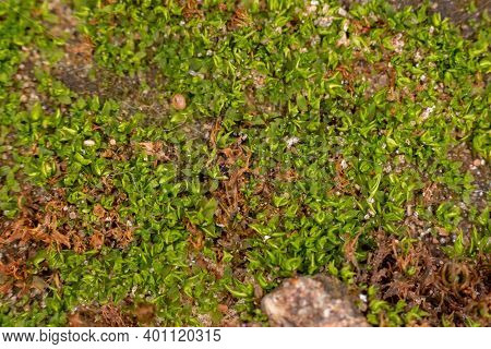 Green True Mosses