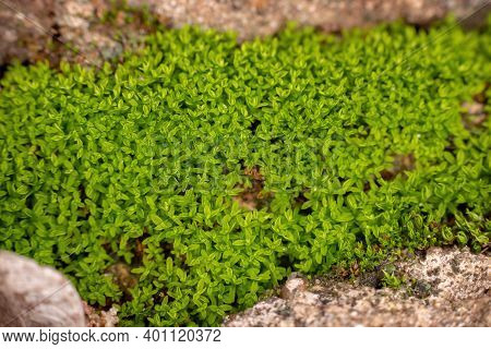 Green True Mosses