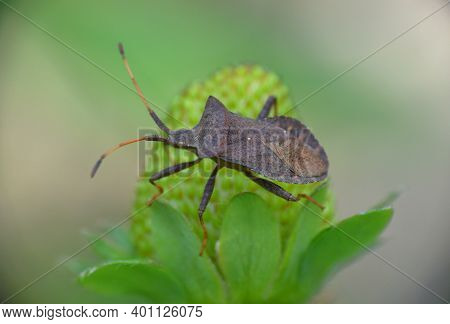 Coreus Bug Insect Of The Corinae Family On Green Strawberry.