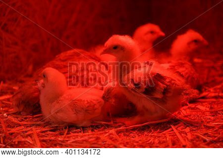 Group Of Newborn Chicken Under Red Heating Lamp