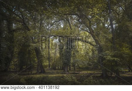 San Rossore And Migliarino Natural Park, Misty Mediterranean Forest Or Woods. Pisa, Tuscany, Italy E