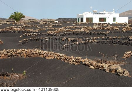 Wine Region Of La Geria. La Geria Protected Landscape. Lanzarote. Canary Islands. Spain.