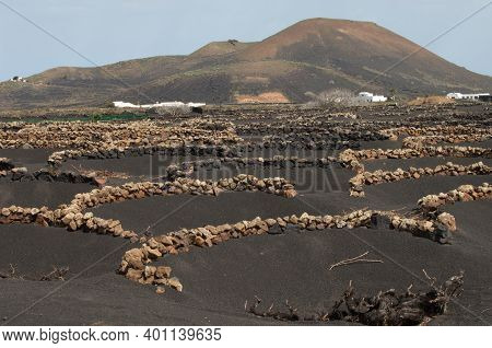 Wine Region Of La Geria. La Geria Protected Landscape. Lanzarote. Canary Islands. Spain.