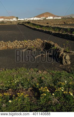 Rural Landscape And Village Of Mancha Blanca. Tinajo. Lanzarote. Canary Islands. Spain.