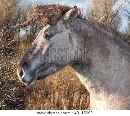 Ritratto di un cavallo Konik