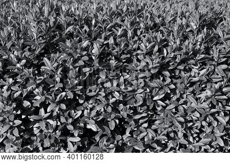 Gray Leaves Background. Abstract Gray Background. Leaves Are Gray. Color Of The Year.