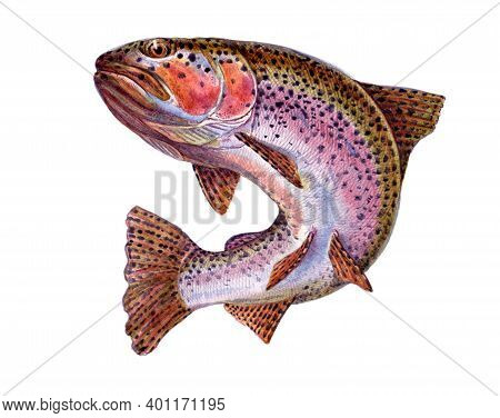 Rainbow Trout. Fish Collection. Healthy Lifestyle, Delicious Food, Ichthyology Scientific Drawings. 