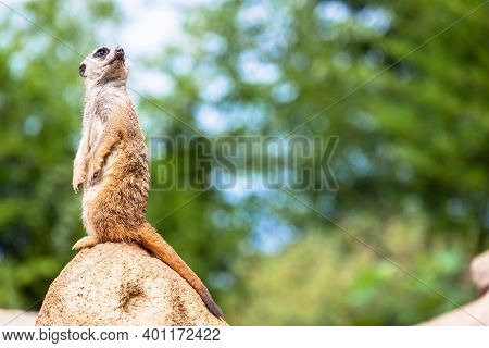 The Meerkat Attitude Is The Best Surveillance System. He Controls The Territory And Provide Protecti