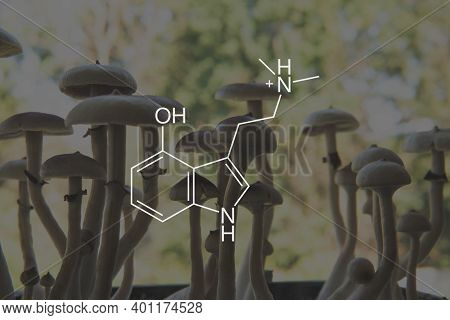 Psilocin Mushrooms Formula. Recreational Use Of Psilocybin Mushrooms.