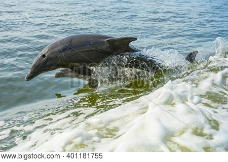 Pair Of Dolphins Jump In Parallel Alongside Moving Boat