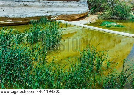 Shallow Creek Zin flows through the bottom of the canyon Ein Avdat in the Negev desert. Wonderful spring in Israel. The concept of ecological, active and phototourism