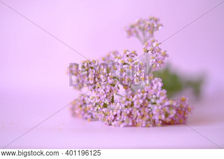 Yarrow Herb.achillea Millefolium.pink Yarrow Flowers On A Pink Background.healing Useful Herbs And F