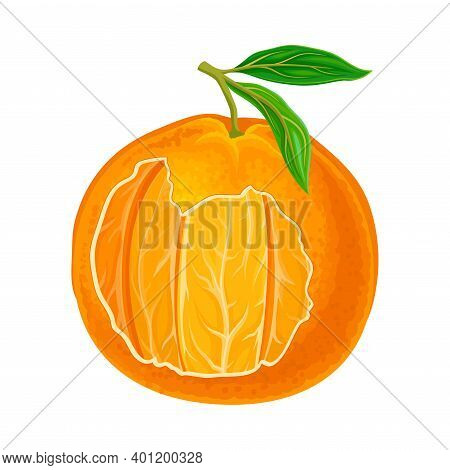 Mandarin Or Tangerine Showing Juicy Segments Vector Illustration