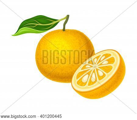 Citrus Fruit With Half Showing Juicy Segment Vector Illustration