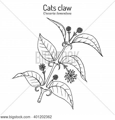 Cats Claw Uncaria Tomentosa , Or Vilcacora, Medicinal Plant. Hand Drawn Botanical Vector Illustratio