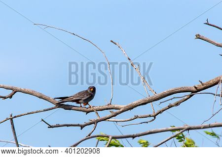 Male Red-footed Falcon Or Falco Vespertinus Sitting On Branch.
