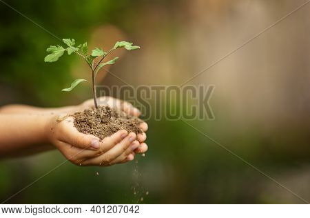 Childrens Hands Holding Young Tomato Plant In Soil Against Spring Green Blurred Background. Mockup C
