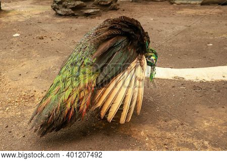 Peacock - Peafowl With Open Tail, Beautiful Representative Exemplar Of Male Peacock In Great Metalic