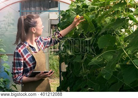 Agronomist Woman Conducts Inspection Of Growing Cucumbers In Greenhouse And Puts Indicators In Table
