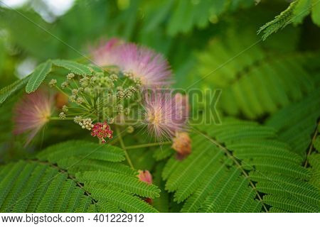 Mimosa Tenuiflora Pink Flowering Beautiful Tree In Cyprus, Copy Space