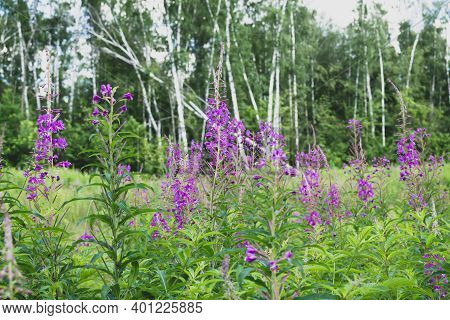 Field Of Blooming Sally Flowers Or Ivan Tea, Wild Medicinal Herbal Tea Of Willow Plant Or Epilobium