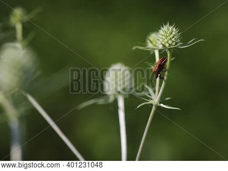 The Shield Bug, Graphosoma Lineatum, Sits On A Blue Eringo Bud, Eryngium Planum, In A Meadow On A Ho