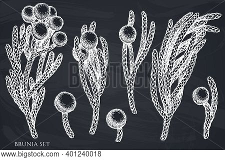 Vector Set Of Hand Drawn Chalk Brunia Stock Illustration