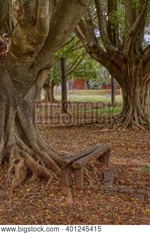 Cassilandia, Mato Grosso Do Sul, Brazil - 12 21 2020: Open Walking Area Square Elza Vendrame With Gr