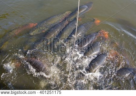 Arapima Fish In A Zoo Pond In Thailand