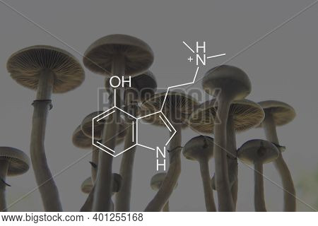 Psilocin Mushrooms Formula. Legalization Medical Psychedelic. Recreational Use Of Psilocybin Mushroo