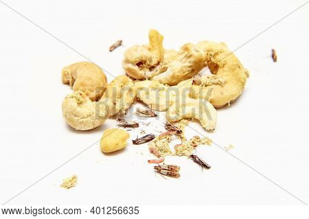 A Picture Of Cashew Nuts Infested With Caterpillars And Butterflies Of The Meal Moth. Isolated On A 