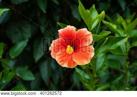 A Vibrant, Color-rich Hibiscus Flower Close Up.