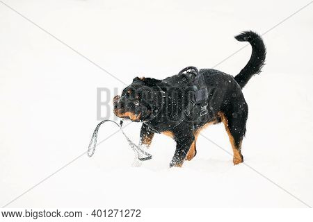 Black Rottweiler Metzgerhund Dog Shaking Head During Walk In Winter Day. Dog Is Dressed In A Special