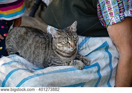 Young Tabby Cat With Emerald Green Eyes Sits On Laps Of Old Woman In Dirty Striped Apron. Shorthair 