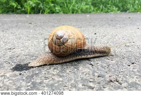 Small Garden Snail In Shell Crawling On Wet Road, Slug Hurry Home. Snail Slug Consist Of Edible Tast