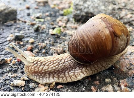 Small Garden Snail In Shell Crawling On Wet Road, Slug Hurry Home. Snail Slug Consist Of Edible Tast