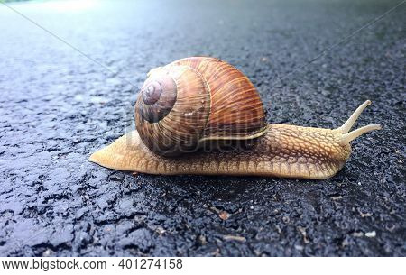 Small Garden Snail In Shell Crawling On Wet Road, Slug Hurry Home. Snail Slug Consist Of Edible Tast