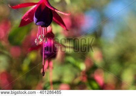 Beautiful Pink Fuchsia Magellanica Riccartonii Autumnal Bell-shaped Flowers On Blurry Green Backgrou