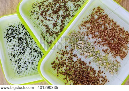 Growing Microgreens. The Process Of Planting Seeds In Microgreening Trays. Germination Of Seeds.