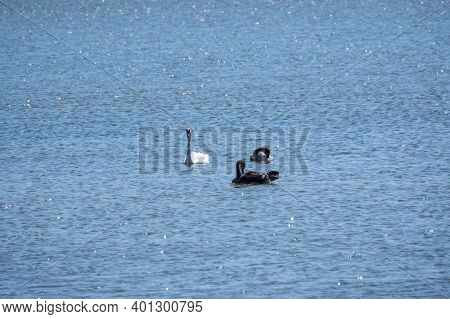 A White Mute Swan With Orange And Black Beak And Young Brown Coloured Offspring With Pink Beak Swimm