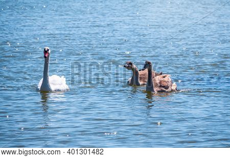 A White Mute Swan With Orange And Black Beak And Young Brown Coloured Offspring With Pink Beak Swimm