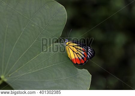 The Butterfly Perched On Green Leaf. Delias Hyparete, The Painted Jezebel, Is A Medium-sized Butterf