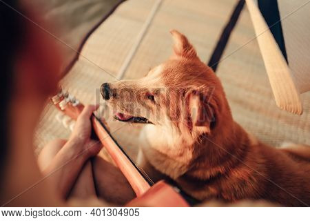 A Man Play Guitar Music Song Near The Sea Sunset And Try Wearing Hat In Dog Head.
Travel, Vocation, 