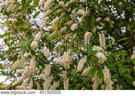 Blossoming Branches Of Bird Cherry. Prunus Padus, Known As Bird Cherry, Hackberry, Hagberry, Or Mayd