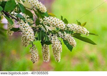 Blooming Branches Of A Bird Cherry On A Pale Green Background. Lush Bloom Of Bird Cherry. Bird Cherr