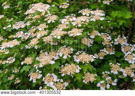 Unusual Bloom. White Inflorescences Of Viburnum. Lush Blooming Viburnum. Viburnum Opulus, Guelder-ro