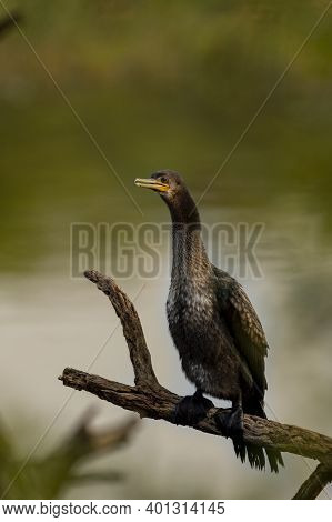 Great Cormorant Or Large Black Cormorant Portrait During Breeding Season At Winters Of Keoladeo Ghan