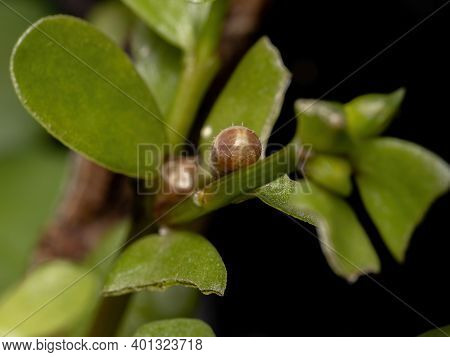 Hover Fly Pupa Of The Genus Dioprosopa