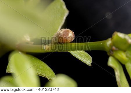 Hover Fly Pupa